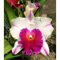 Blc. Ewart Mc Donald x Rlc. Mahina Yahiro