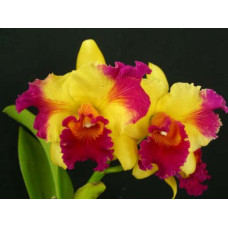 Blc. Haw Yuan Grace