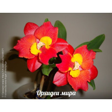 Blc. Hsinying Angel Hsinying