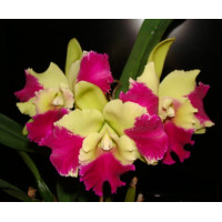 Blc. Kat Red Panda Dragon Cat