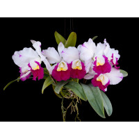 Blc. Madame Edith Bongo
