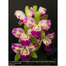 Blc. Memoria Helen Brown x Tzeng-Wen Beauty