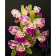 Blc. Memoria Helen Brown x Edgard Van Belle x Intermedia