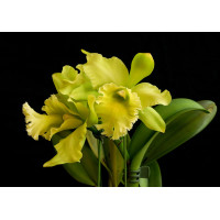 Blc. Sung Ya Green Dragon King