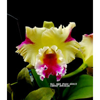 Blc. Taiwan Yellow Cat Didi