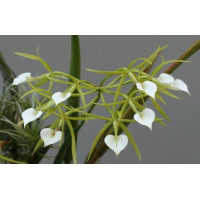 B. Cordata Hsinying