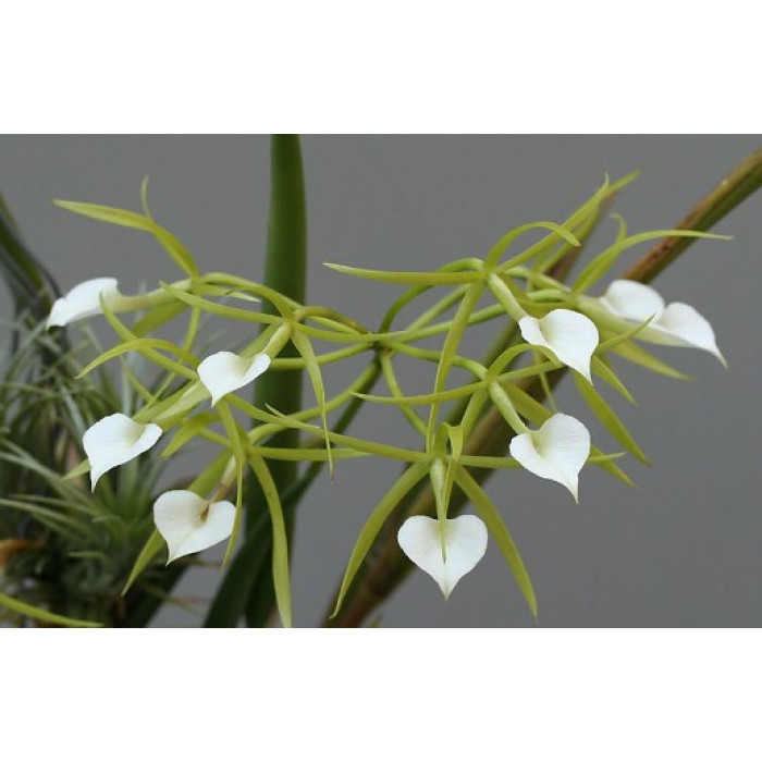 Каттлея (Cordata Hsinying)