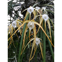 B. Cucullata