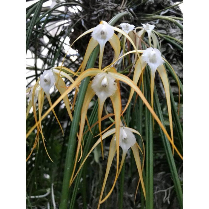 Каттлея (Cucullata)