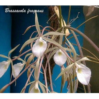 B. Fragrans