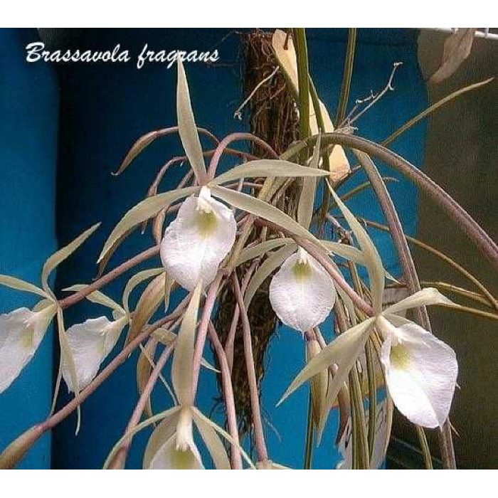 Каттлея (Fragrans)