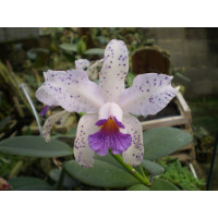 C. Amethystoglossa Coerulea C. Amethystoglossa Coerulea