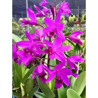 C. Bowringiana Red
