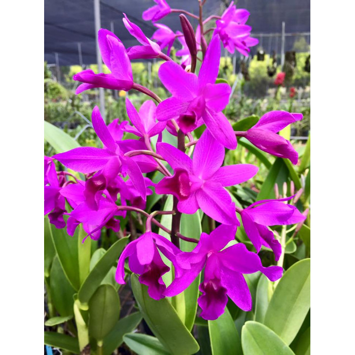Каттлея (Bowringiana Red)