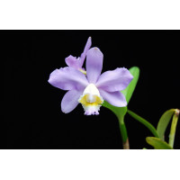 C. Loddigesii var. Coerulea