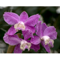 C. Loddigesii var. Puntata Marisa