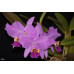 Каттлея (Cattleya Lueddemanniana var. rubra × sib) Каттлея (Cattleya Lueddemanniana var. rubra × sib)