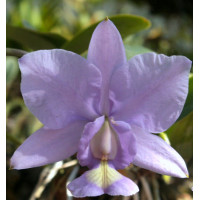 C. Nobilior Coerulea
