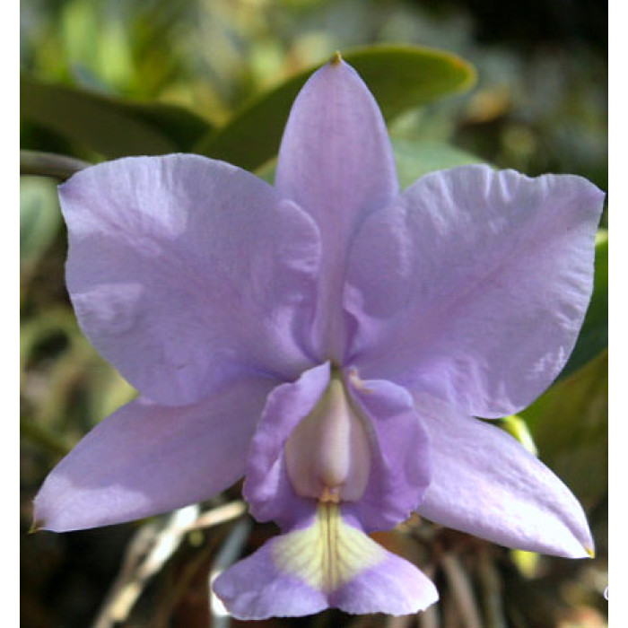 Каттлея (Nobilior Coerulea)