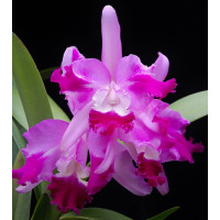 C. Suavior Aquinii