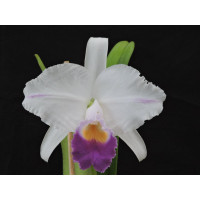 C. Trianae var. coerulea 1,7