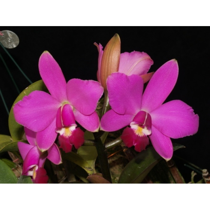 Каттлея (Violacea)