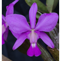C. Walkeriana