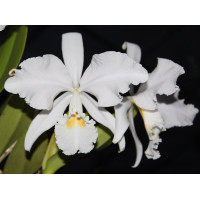 C. Warneri var. Alba