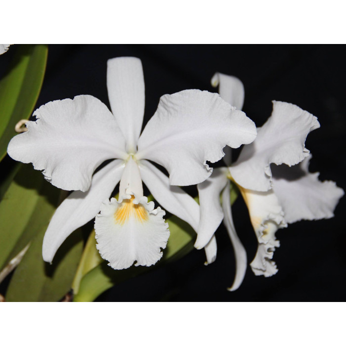 Каттлея (Warneri var)
