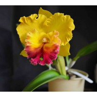 C. Yen Golden Sensation