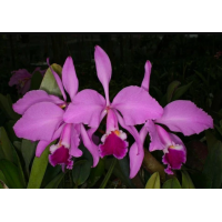 C. Warneri