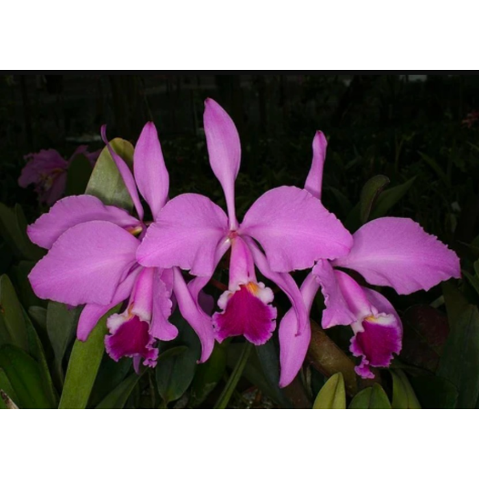 Каттлея (Warneri)