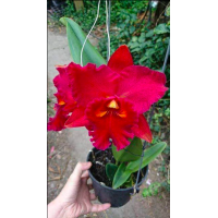 Rlc. Taiwan Chief Wine Van Gogh