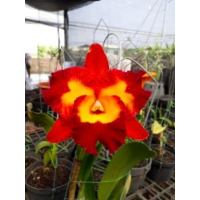 Rlc. Chief Fender Velvet Wedding