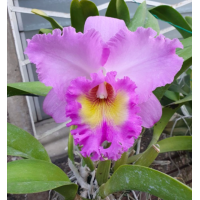 Rlc. Mormilani Jewel Chunfong