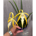 Каттлея (Cucullata)