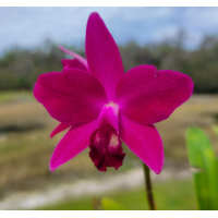 Ctt. Chief Dancing Red Dream Ctt. Chief Dancing Red Dream
