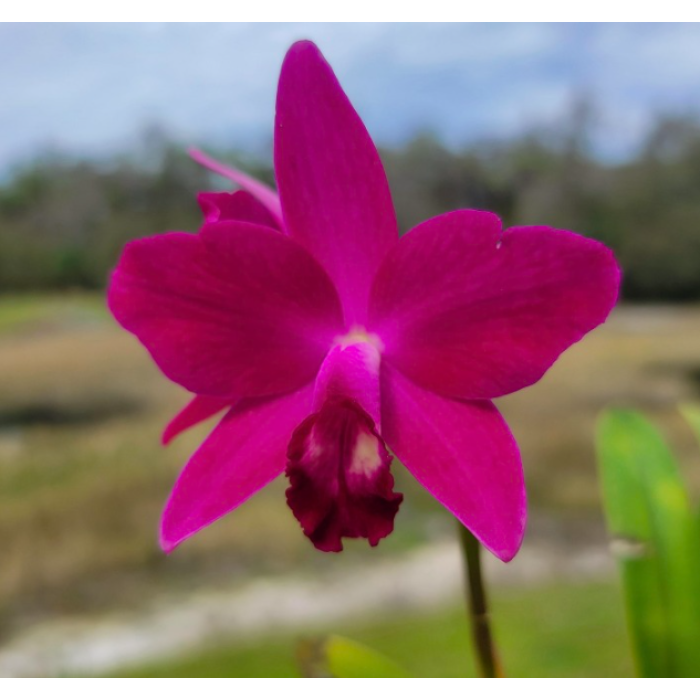 Каттлея (Chief Dancing Red Dream) Каттлея (Chief Dancing Red Dream)