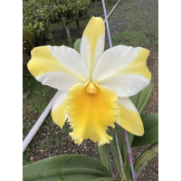 Rlc. Hua Young Gold 