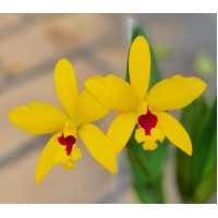 Ctt. Goldbrad Miku