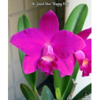 Ctt. Jewel Star Happy Firy