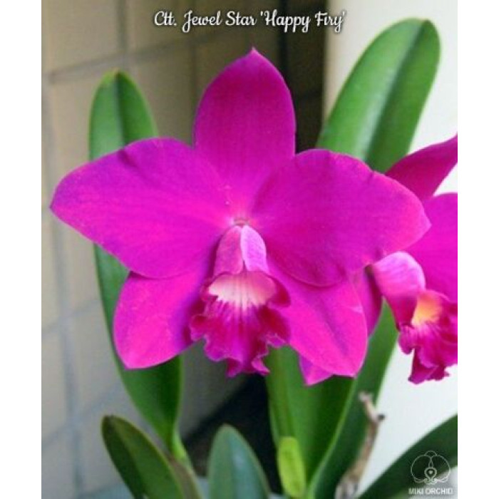 Каттлея (Jewel Star Happy Firy)