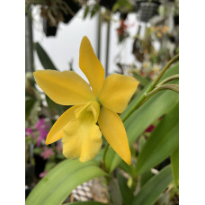 Eny. Golden Sunburst