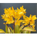 Каттлея (Enanthleya Golden Sunburst)