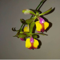  Epc. Rene Marques x Schilleriana