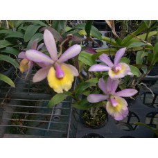 Epc. Rene Marques x B. Digbyana