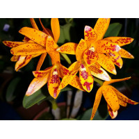 Guarianthe Aurantiaca
