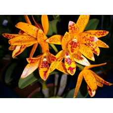 Guarianthe Aurantiaca