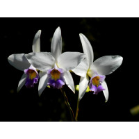 L. Anceps var. Coerulea
