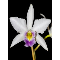 L. Anceps var. Veitchiana